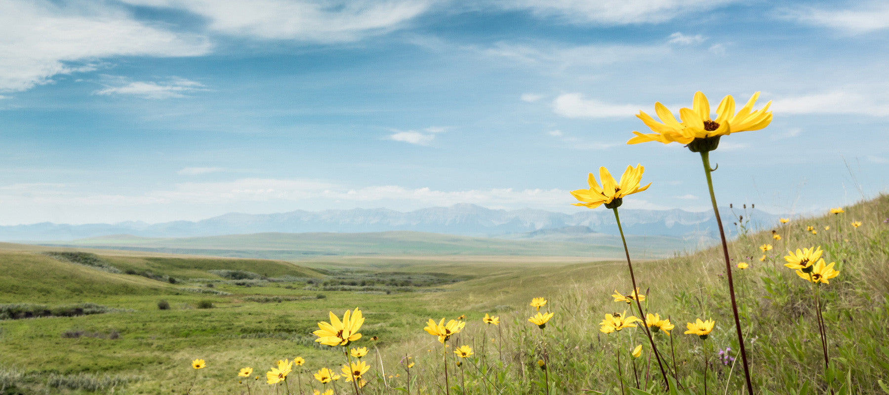 flowery field